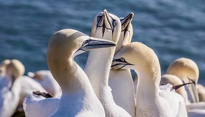 AYX官网-高校篮球比赛引入战术挑战机制加强赛事策略性，篮球比赛大学