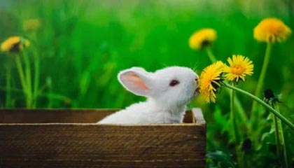 AYX官网-高校篮球比赛引入战术挑战机制加强赛事策略性，篮球比赛大学