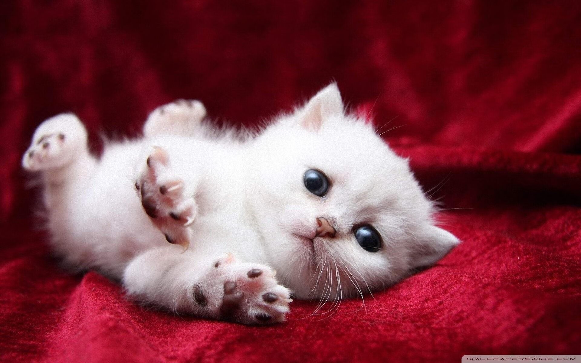 水球比赛瑞士战术多变，2021年水球比赛