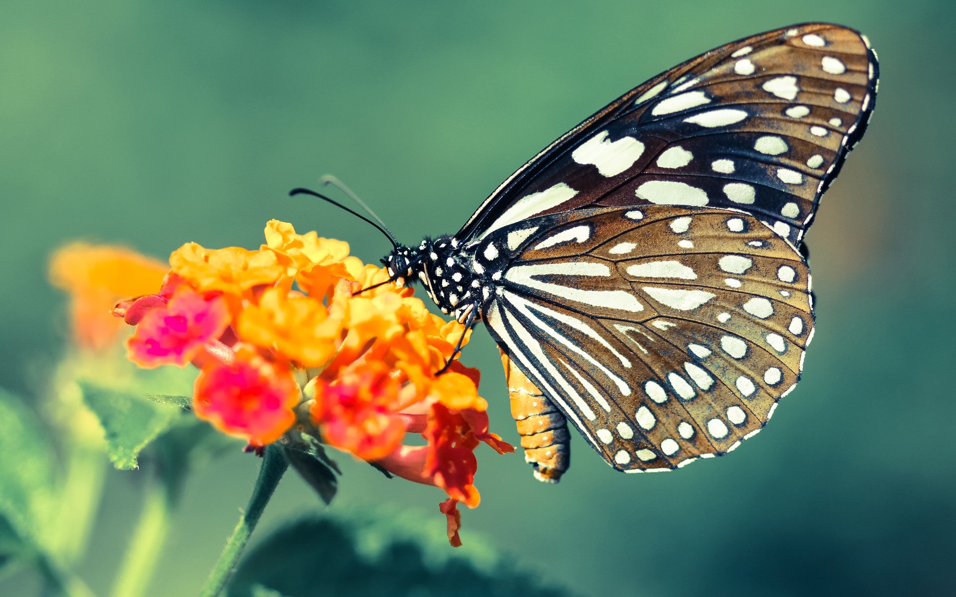 特色足球文化旅游路线逐步成为地方新的经济增长点，足球特色学校文化