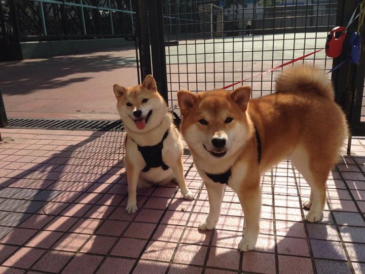 爱游戏娱乐网址-PSG将重点培养中场组织者