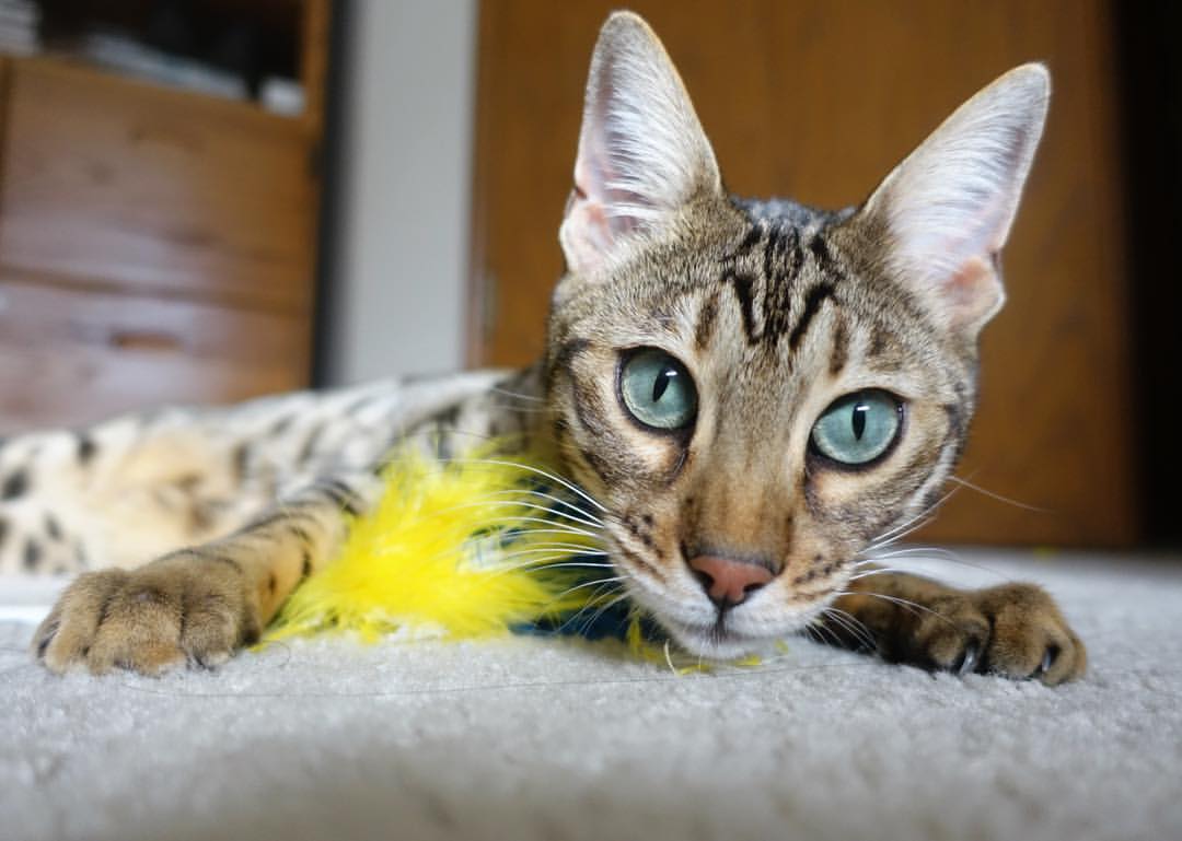 爱游戏体育APP下载-篮球比赛战术微课堂开设提升球迷专业知识普及度，篮球比赛实用战术